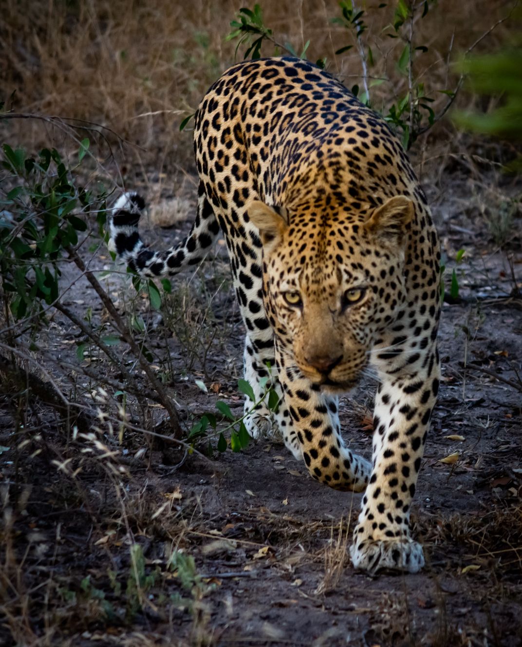 A Sabi Sands Leopard On The Prowl Smithsonian Photo Contest 