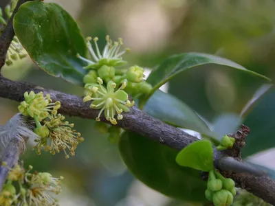 The Kei apple tree (Dovyalis caffra) is native to southern Africa. It is one of the species that will have its scientific name changed after a recent vote.