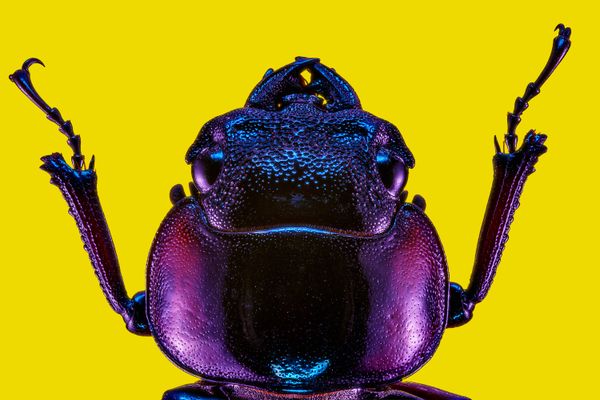 Flow of Light — Portrait of a Female Stag Beetle thumbnail