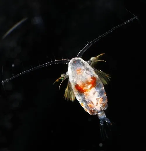 arctic zooplankton