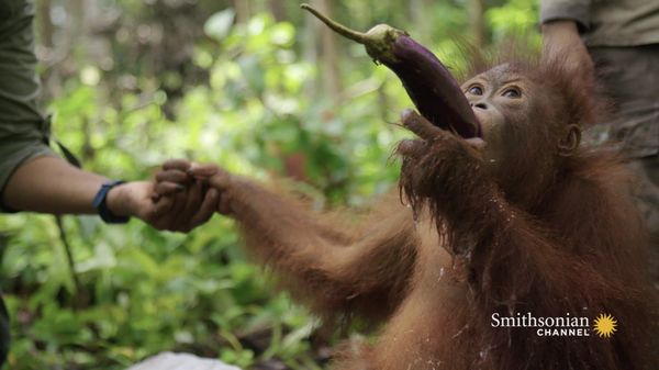 Preview thumbnail for Young Orangutan Learns How to Scoop Water