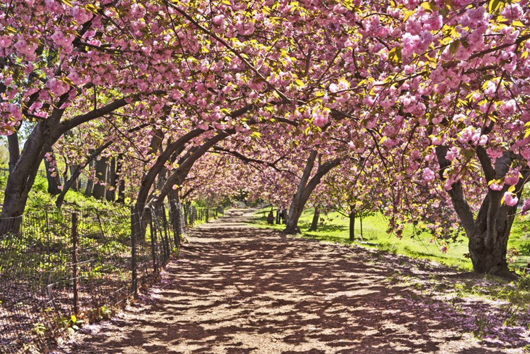 Cherry blossoms Central Park | Smithsonian Photo Contest | Smithsonian ...