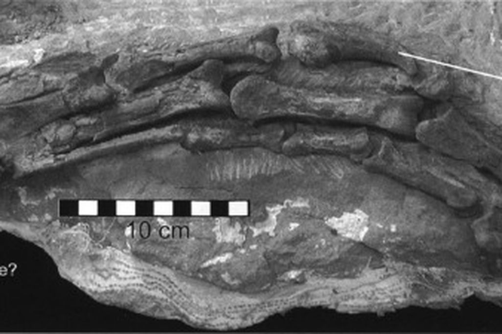 The articulated, almost-complete hand of Hagryphus giganteus.