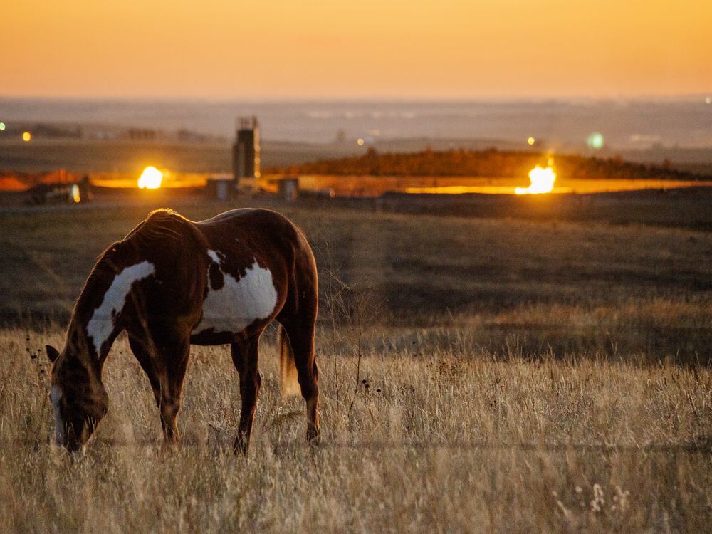 A horse grazing in a field with flames from a flaring pit visible in the background