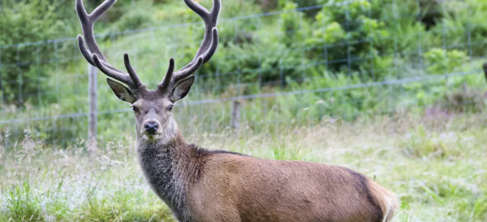  A Red Stag found in Scotland's Highlands 