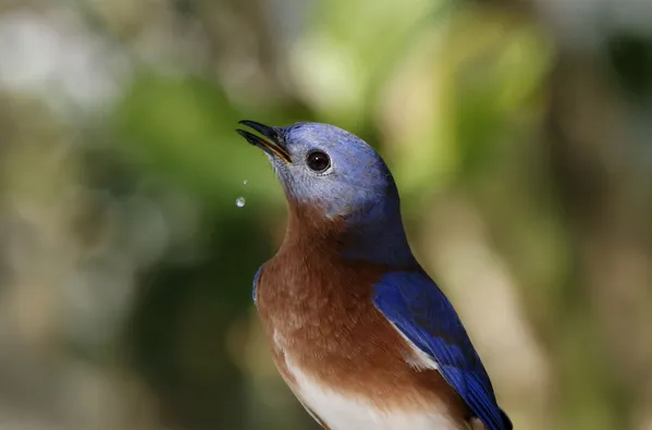 Eastern Bluebird with Water Droplet thumbnail