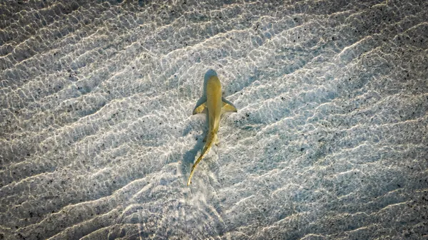 Requin citron (Negaprion brevirostris) thumbnail