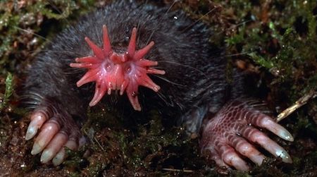The utterly strange-looking star-nosed mole sees the world with one of the most sensitive touch organs in the animal kingdom.