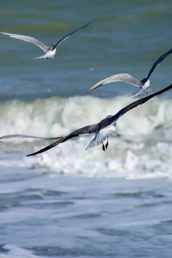 Off to the sea thumbnail