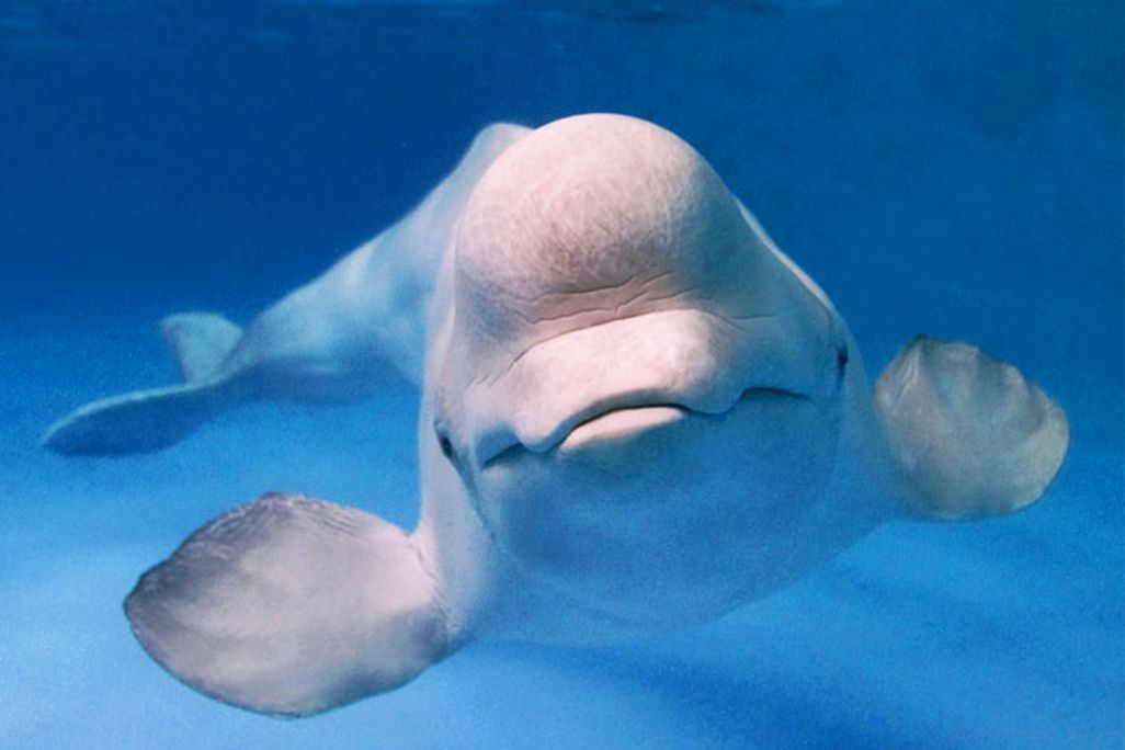 whale.jpg