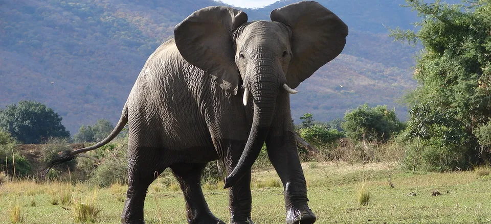  Close-up of an elephant. 