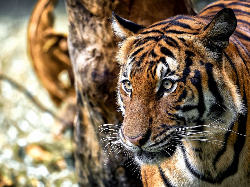 Royal Bengal Tiger | Smithsonian Photo Contest | Smithsonian Magazine