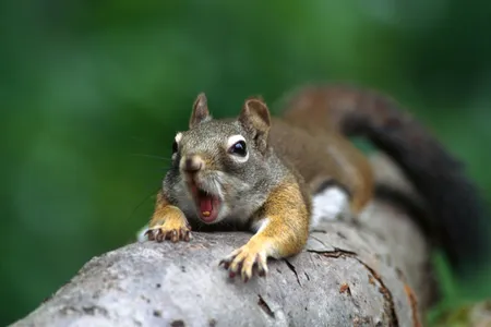 A red squirrel from the Rocky Mountains, contemplating its next attack on the power grid, probably.
