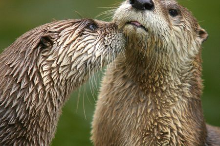 Two brown and gold otters nuzzle each other’s muzzles among the greenery.