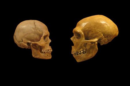 Human and Neanderthal skulls