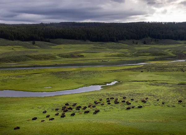 Ancestral Paths thumbnail