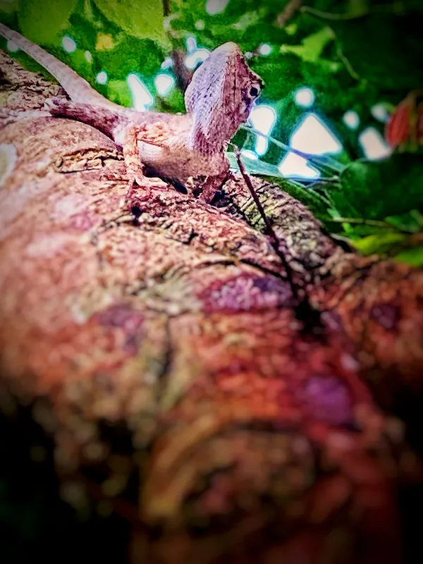Tree Lizard. thumbnail