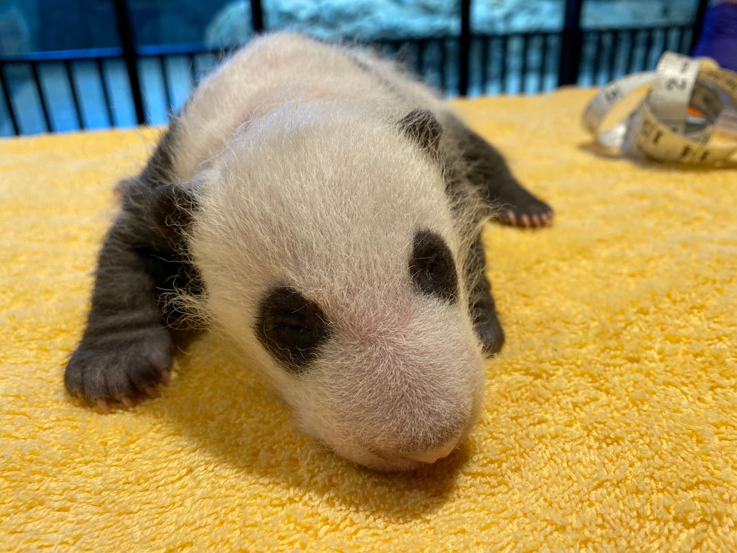 A 1-month-old giant panda cub rests on a yellow towel. A measuring tape can be seen coiled up in the background.