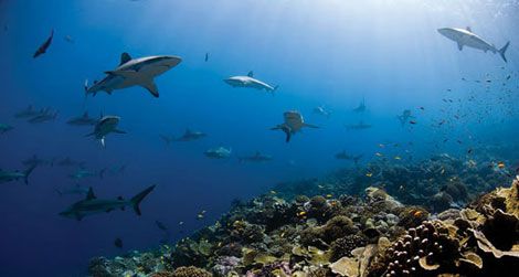 On Wednesday, June 8, at 6:30, meet ocean explorer Enric Sala at the Natural Museum.