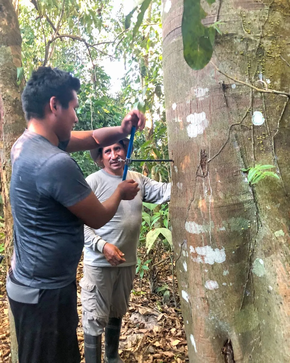 an image of two technicians sampling a tree