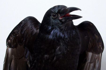 The results of a new study suggest crows are aware of their own sensory perceptions, a hallmark of what's called primary or sensory consciousness. 