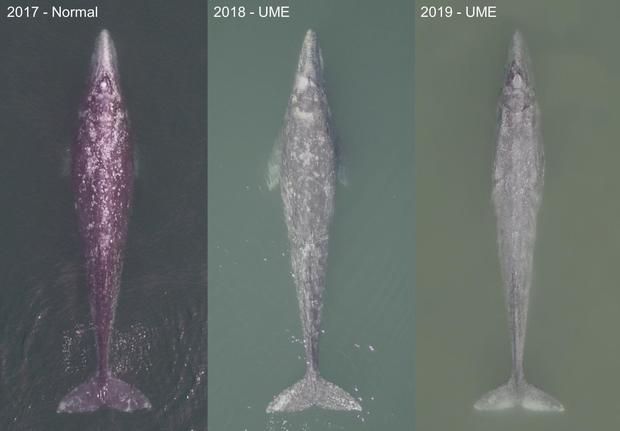 gray whales