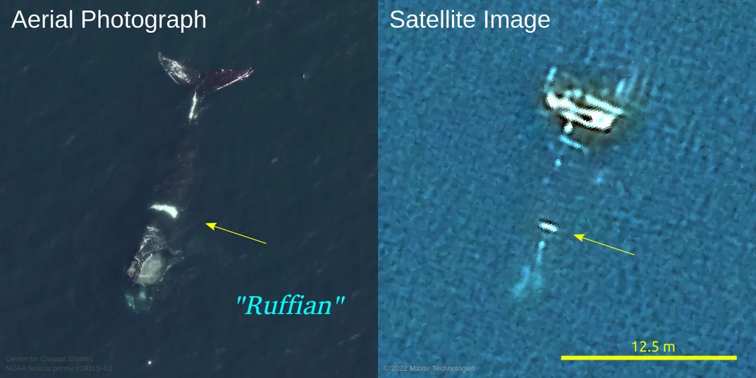 Whale Comparison as Seen From the Air and From Space