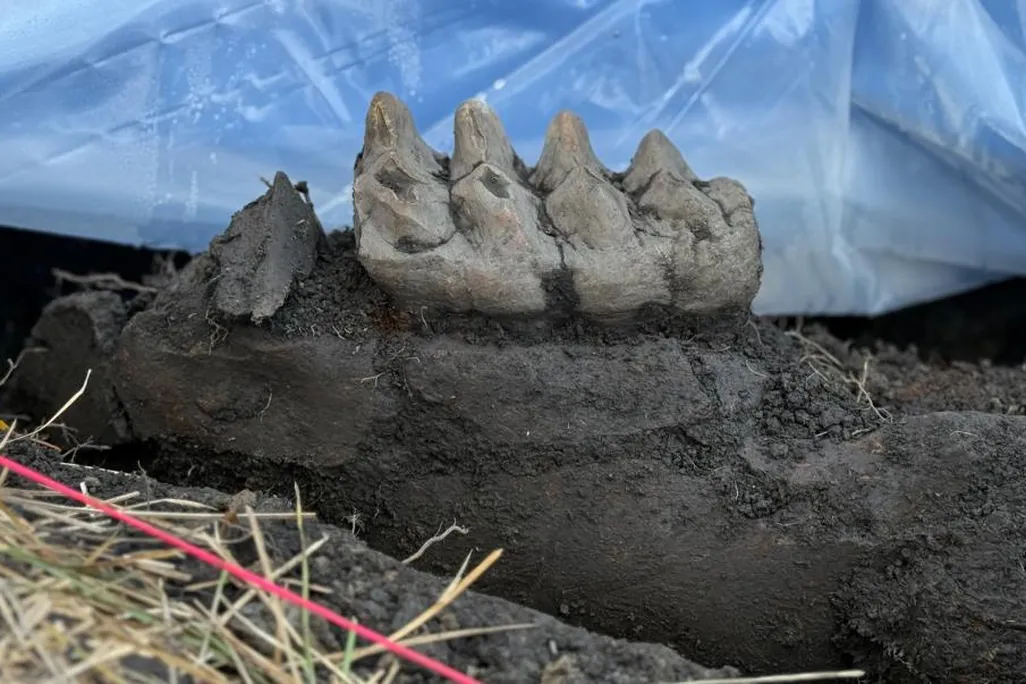 mastodon tooth