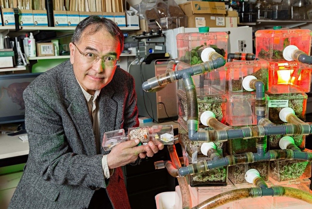 Person in a lab with an ant colony in plastic tubes