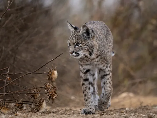 Bobcat on a stroll thumbnail