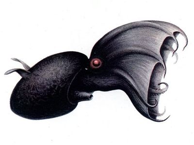 A 1911 illustration of a vampire squid