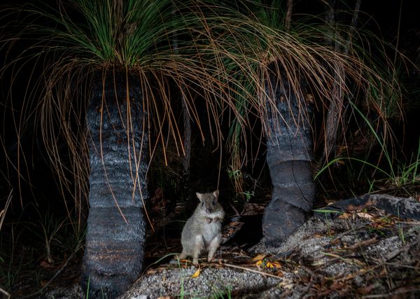 The Endangered Northern Bettong poses amongst Xanthorrhoea thumbnail