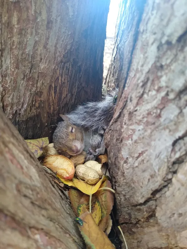 Baby Squirrel Sleeps thumbnail