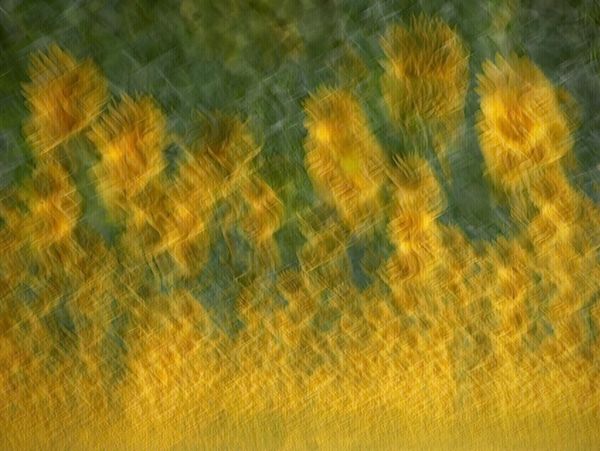 Sunflower fileds in French Provence thumbnail
