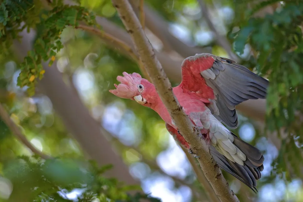 Galah on a branch