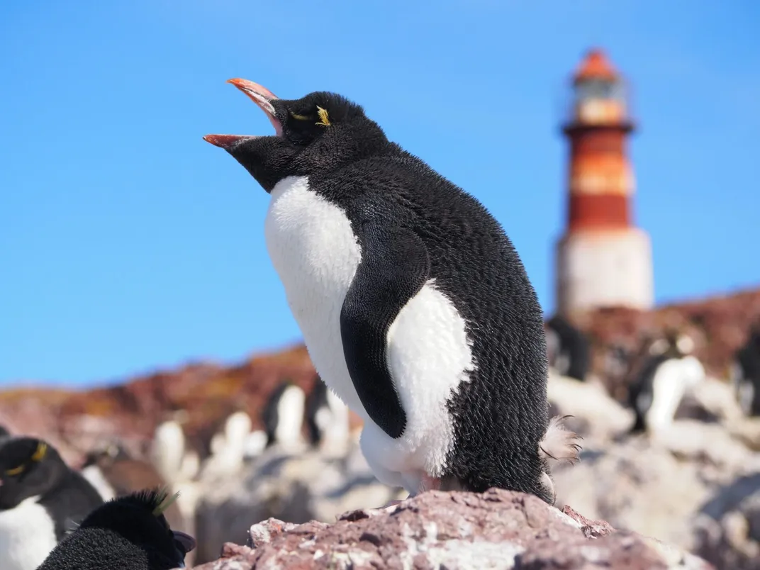 a rockhopper penguin opens its beak and vocalizes with a blurred lighthouse in the background