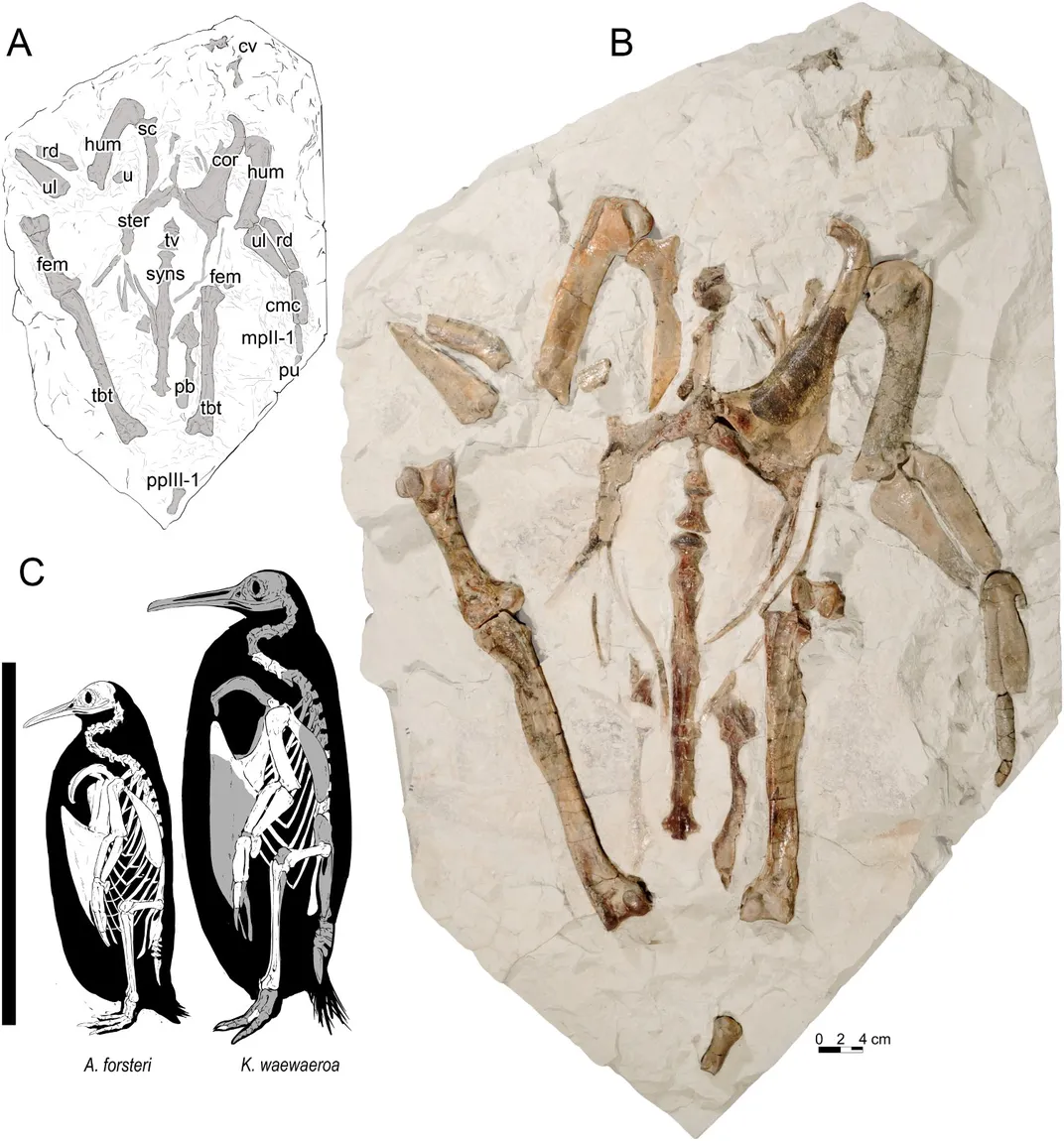 A. Line drawing of the new specimen; B. The photo of the fossil; C. A skeletal and size comparison of the new giant penguin species, Kairuku waewaeroa, to an emperor penguin, Aptenodytes forsteri.