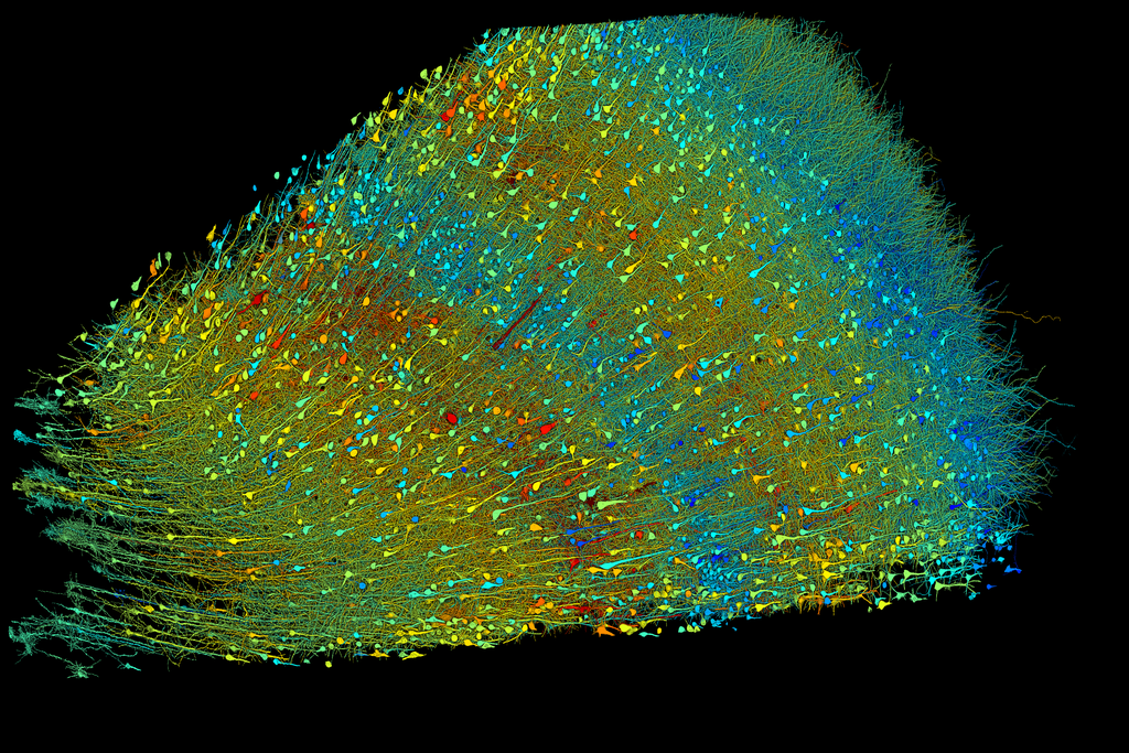 A map of neurons