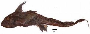 Eastern Pacific Black Ghost Shark