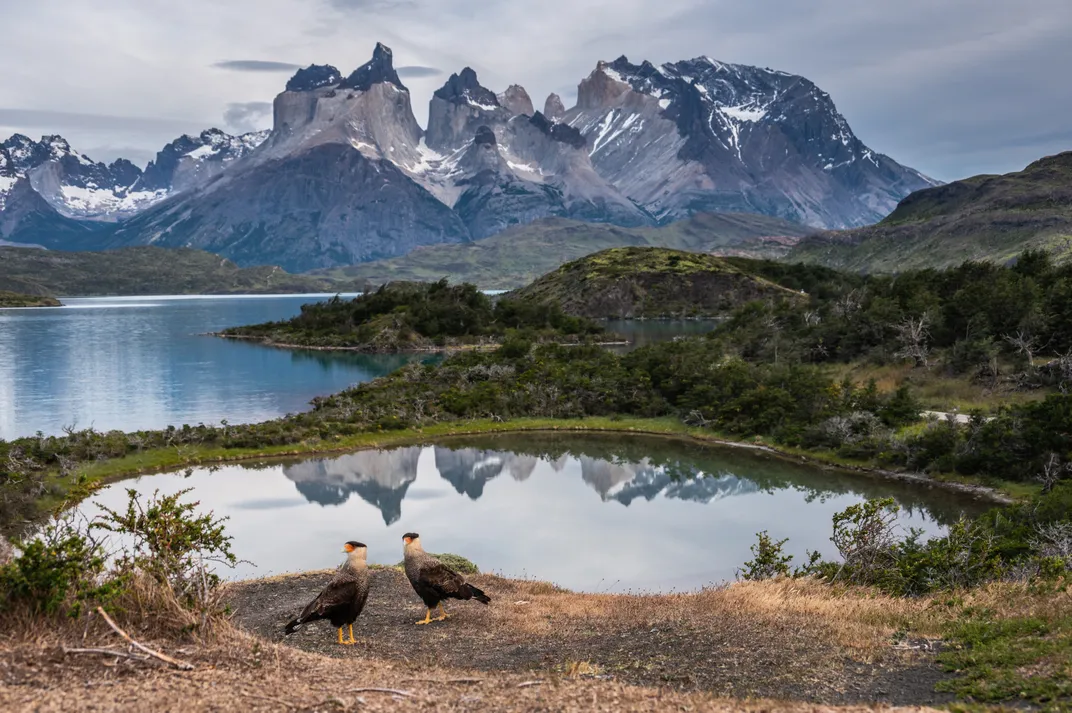 two birds of prey with white chests sit in front of a reflective lake and high mountains in the distance