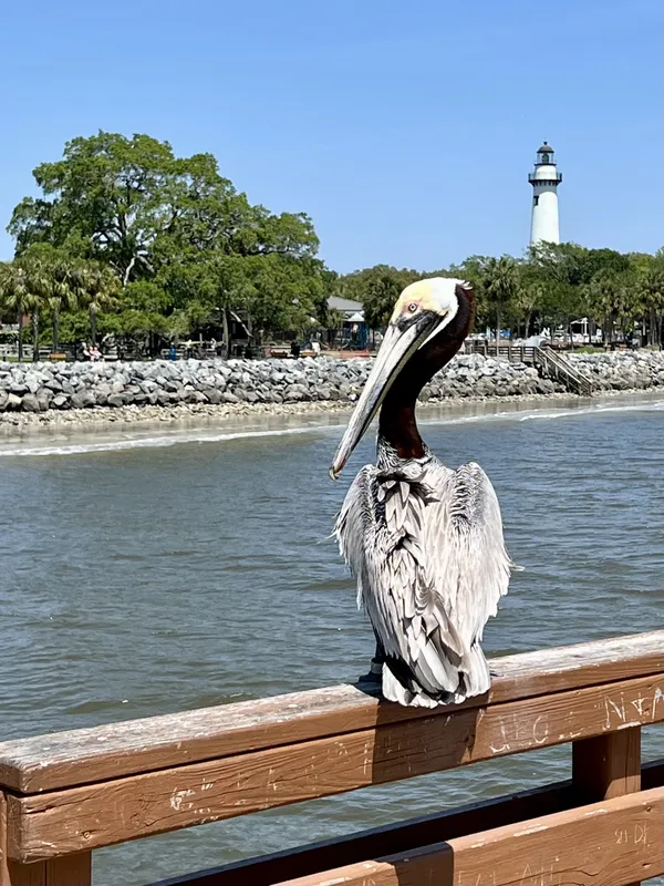 Pelican on St. Simons Island Pier thumbnail