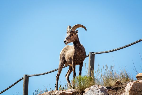 Bighorn Sheep on the Cliff Edge thumbnail