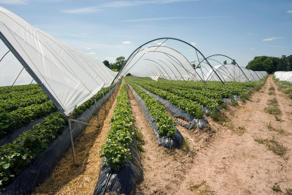 strawberries growing