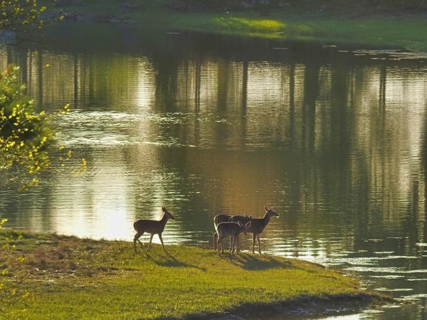 A family of deer enjoying the warm sun in spring thumbnail