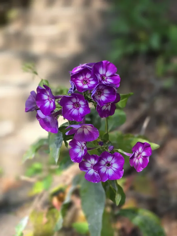 Phlox in the wild thumbnail