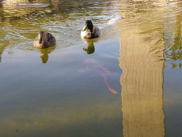 Ducks Kai Fish in Pond University of California Santa Barbara Storke Tower thumbnail