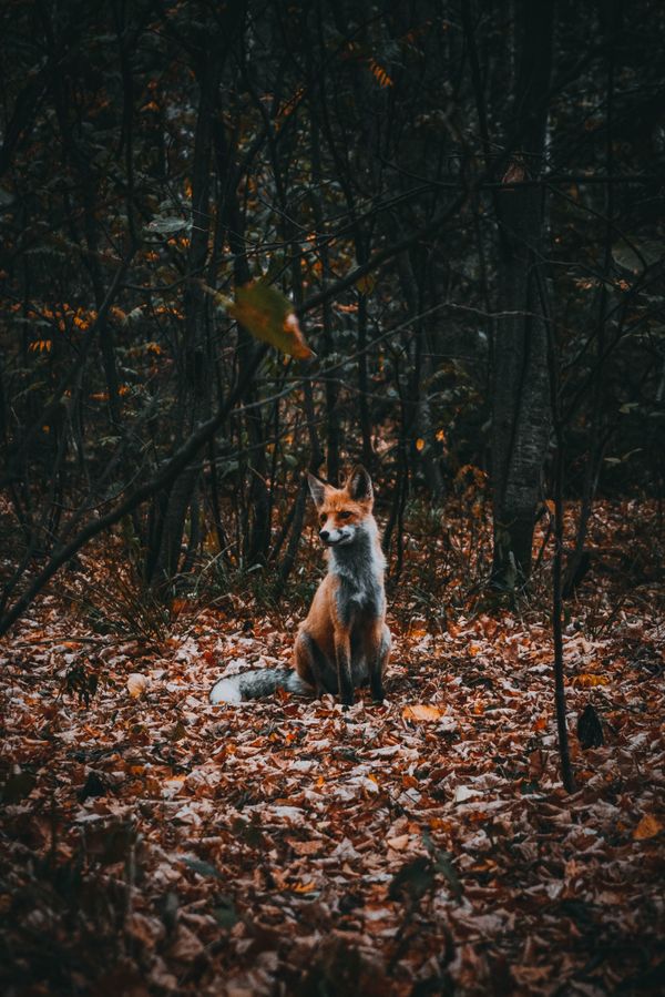 Ural fox thumbnail
