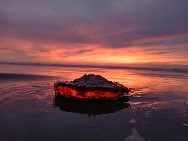 Sunset Jellyfish 1 thumbnail