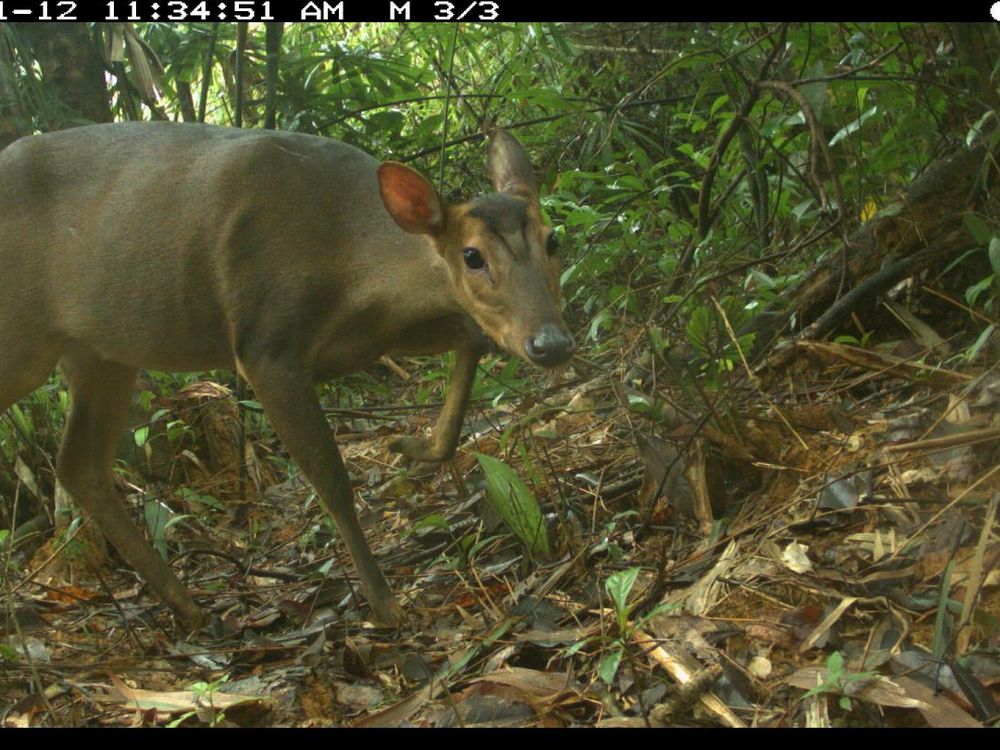 muntjac.jpg