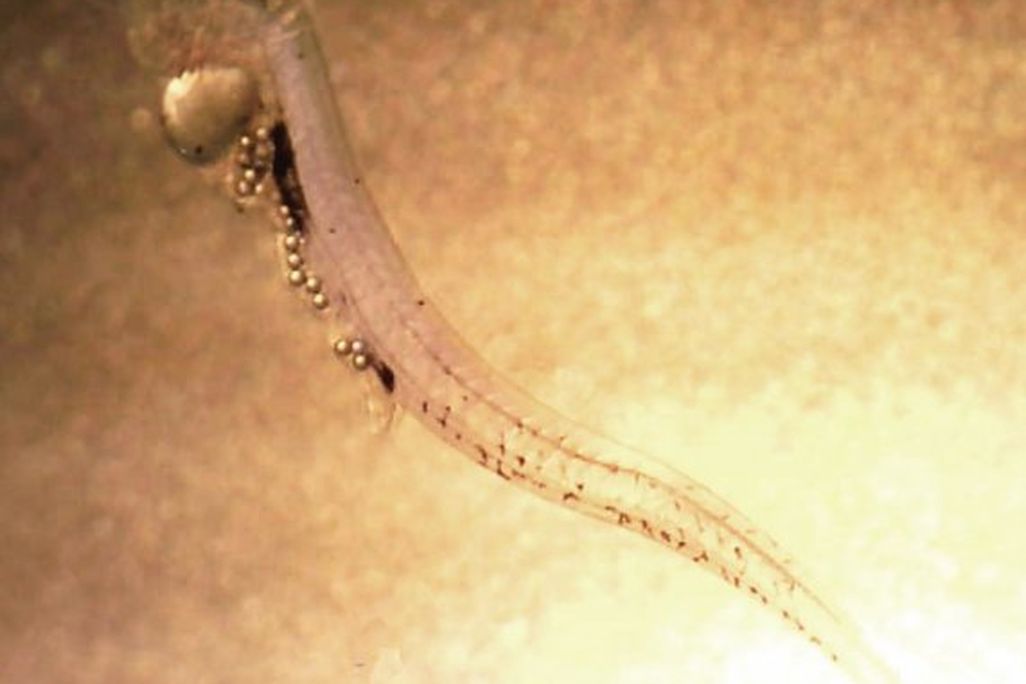 Fish Larvae Microbeads